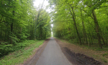 Foret route d'Etouy - La Neuville-en-Hez